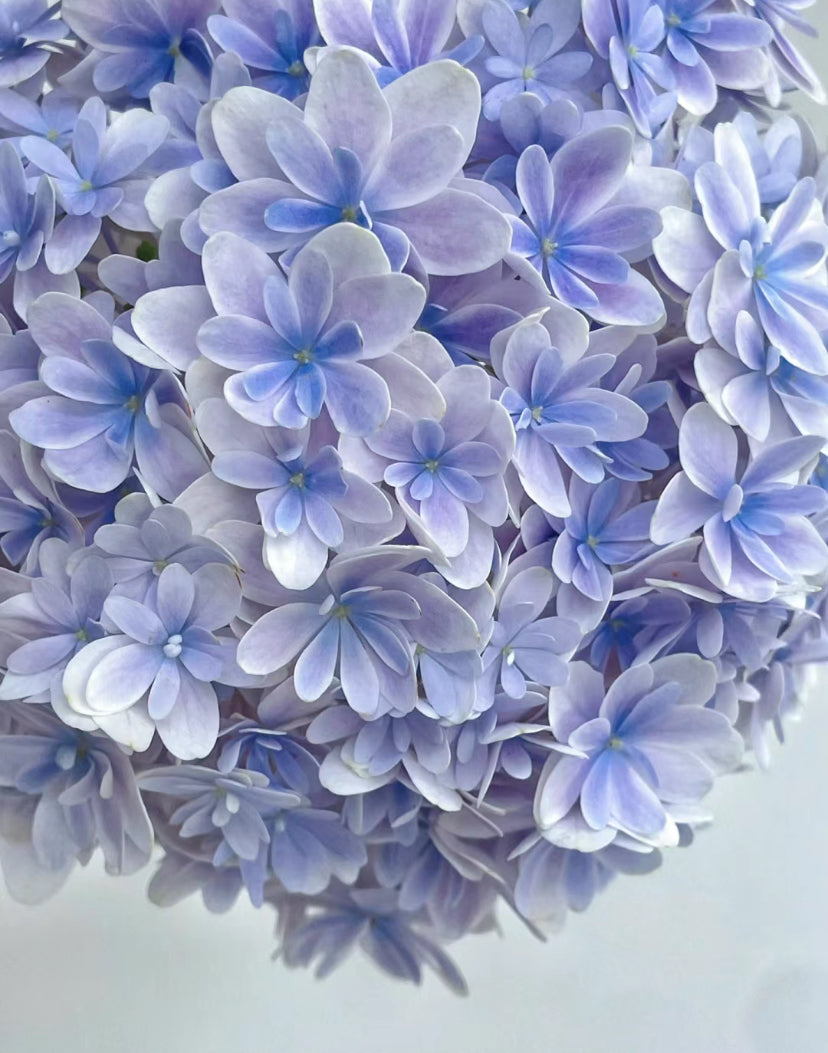 DMC 紫陽花 Onatsu SP STEEL hydrangea DMC Hydrangea Onatsu SP by Natsumi Iwata