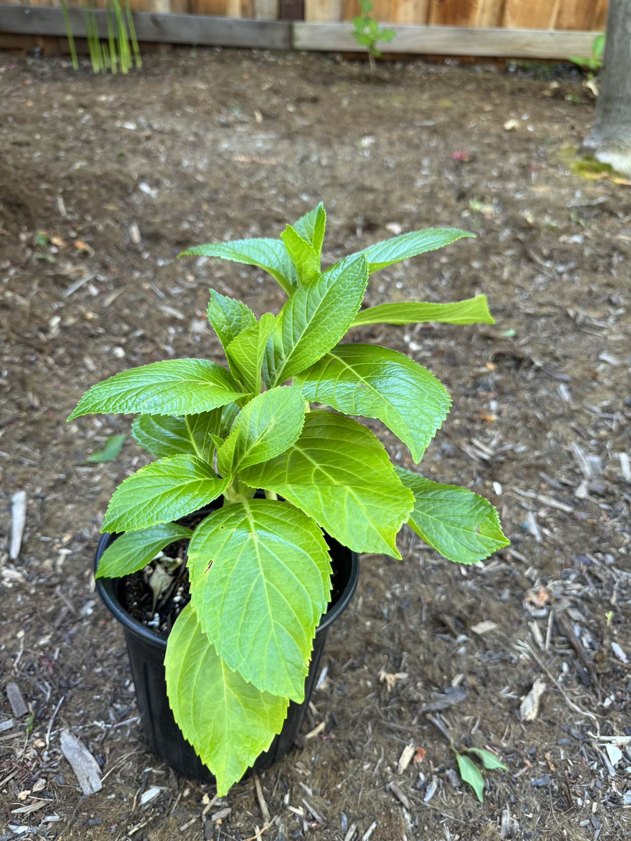 Hydrangea Aisha (爱莎)-1 gallon size