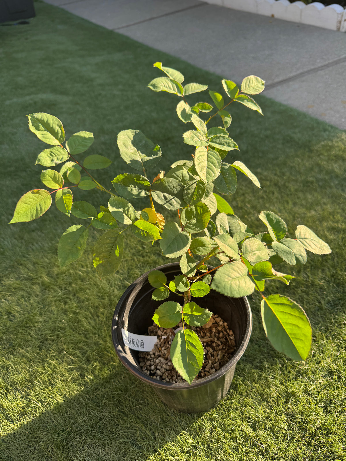 Rose Kensington P 肯辛顿公园 1 gallon size own root