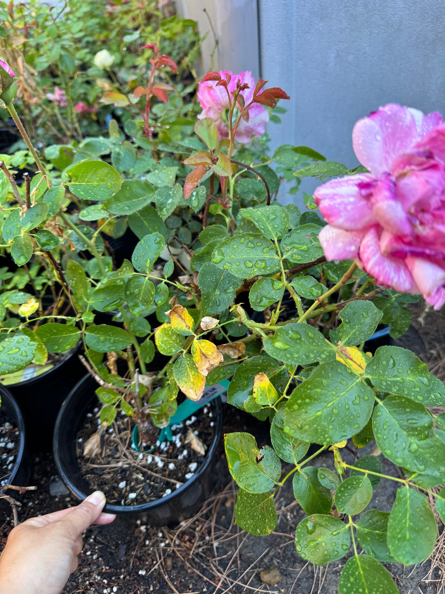 Yves splash. 伊芙飞溅 Eve splash. Live shrub rose 1 Gallon