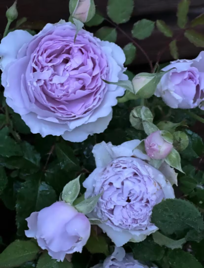 Rose “Yinyinqing” 隐隐青 (Faint Blue) Chinese Rose Live Plant Shrub 2 Gallon