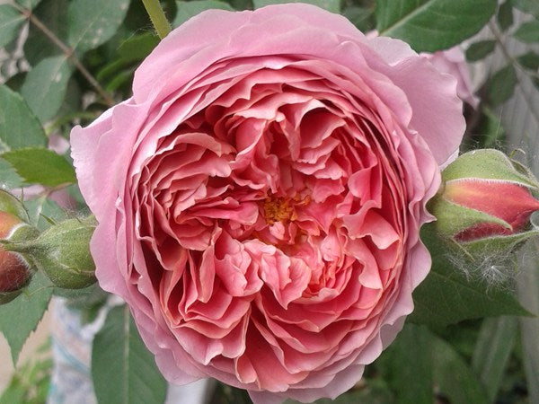 Japanese Rose Robe à la Française 法国礼服 1 Gallon size