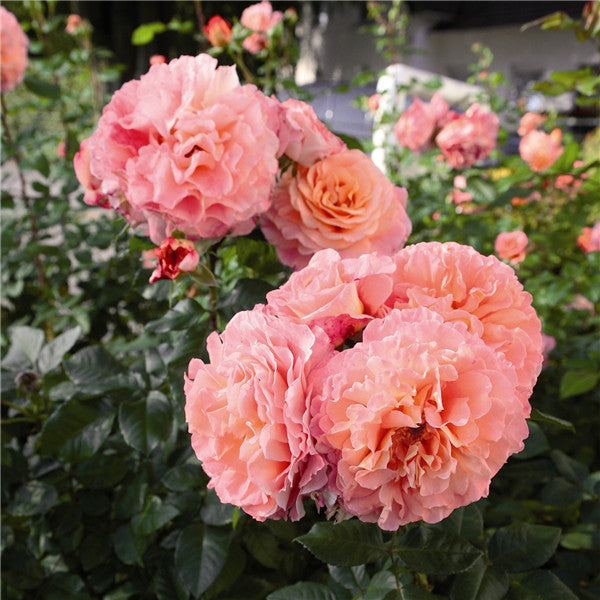 Rose Augusta Luise 1 Gallon, strong scent, repeat blooming