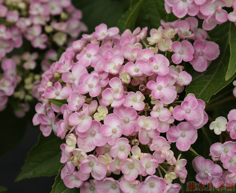 Hydrangea Aisha (爱莎)-1 gallon size