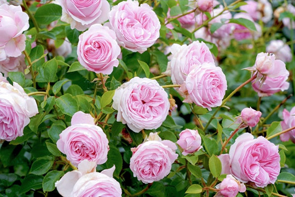Rose Wellenspiel 1 Gallon live plant