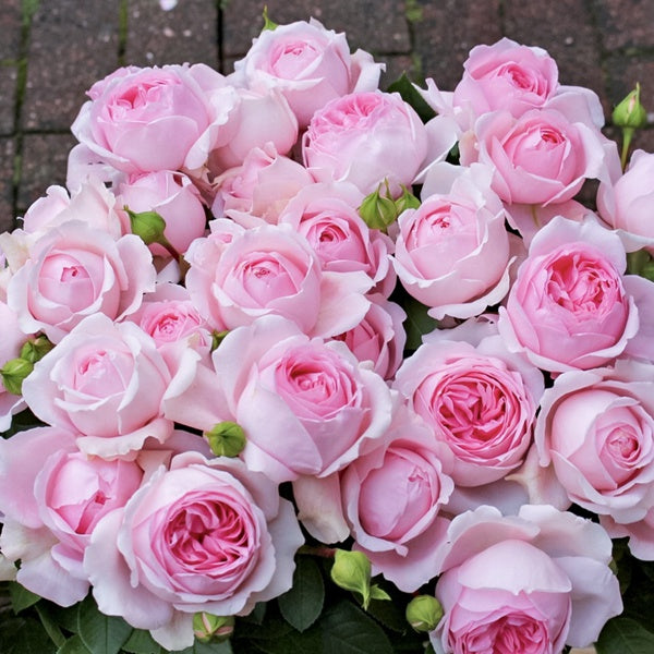 Rose Wellenspiel 1 Gallon live plant