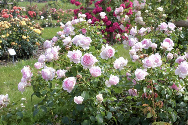 Rose Wellenspiel 1 Gallon live plant