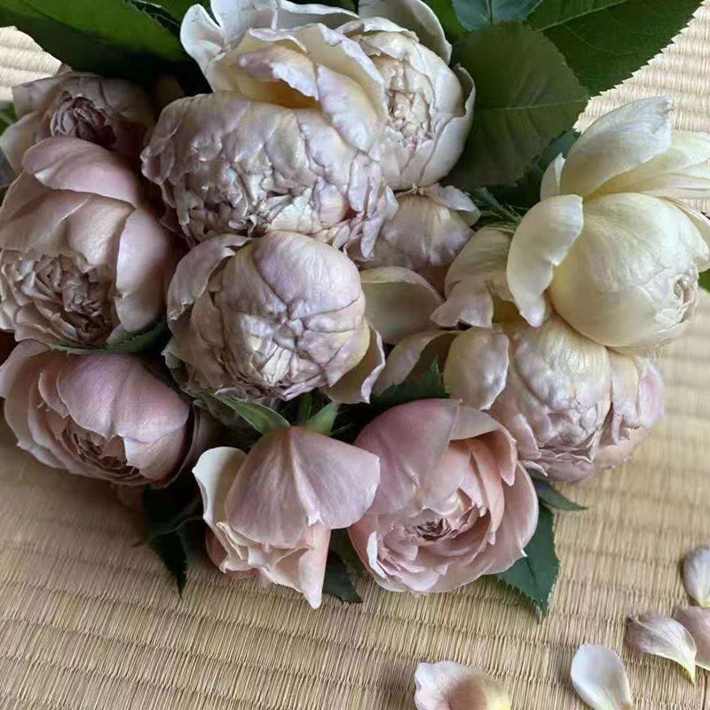 Rose Charlotte Perian 夏洛特佩里安 6 inch size