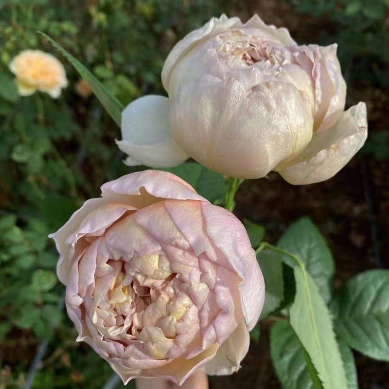 Rose Charlotte Perian 夏洛特佩里安 6 inch size