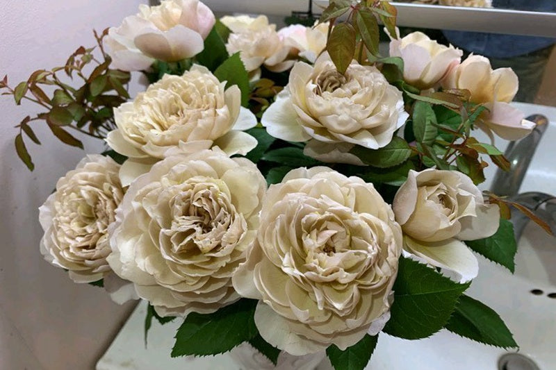 Rose Charlotte Perian 夏洛特佩里安 6 inch size