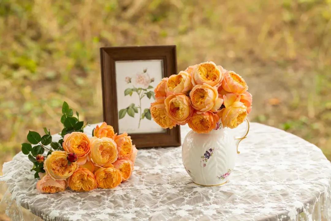 Rose Apricot Fat as known as Xing Zi Fei 1 gallon live plabt