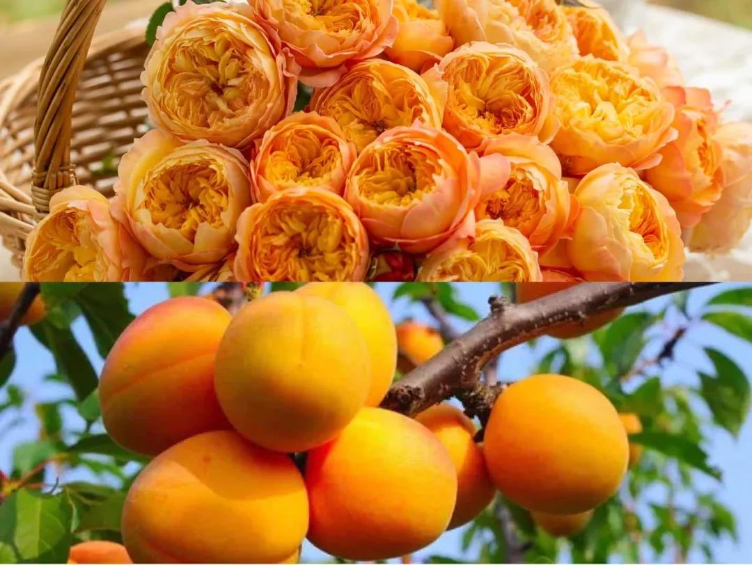 Rose Apricot Fat as known as Xing Zi Fei 1 gallon live plabt