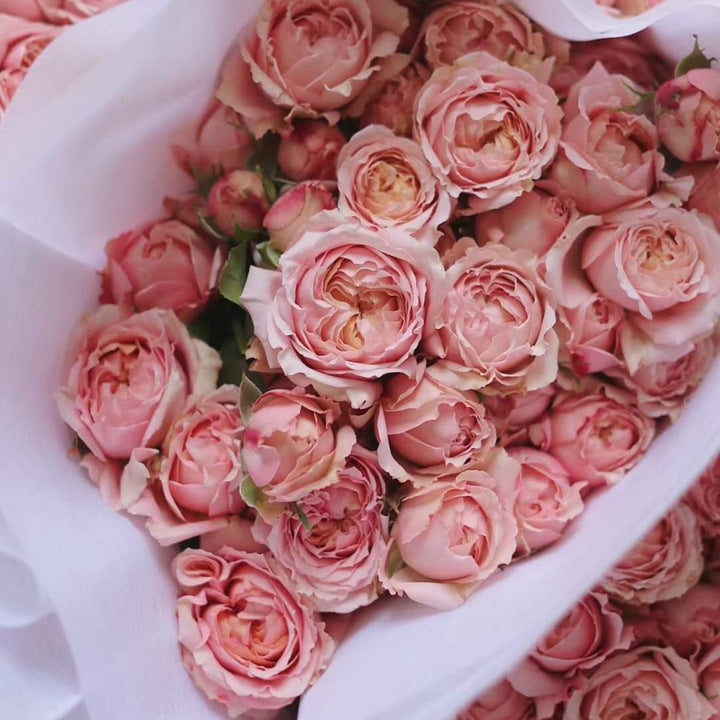 Rose Julieta. 朱丽叶塔,cut rose. Continue Blooming 1 Gallon Bare root