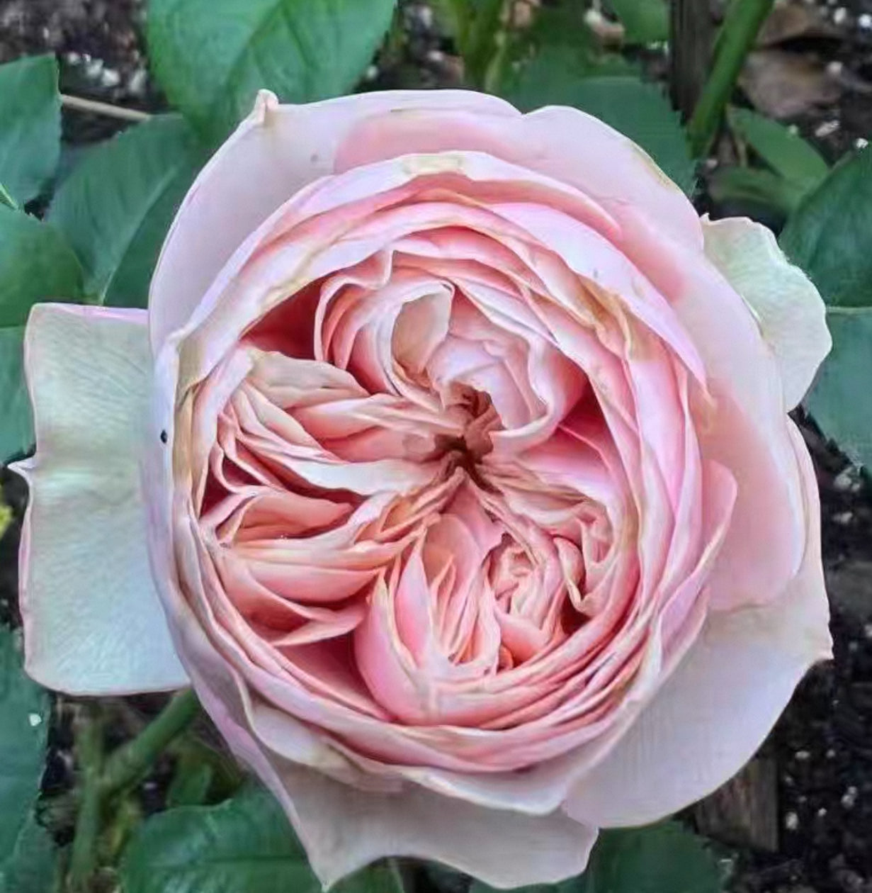 Rose Royal Blush 6inch own root
