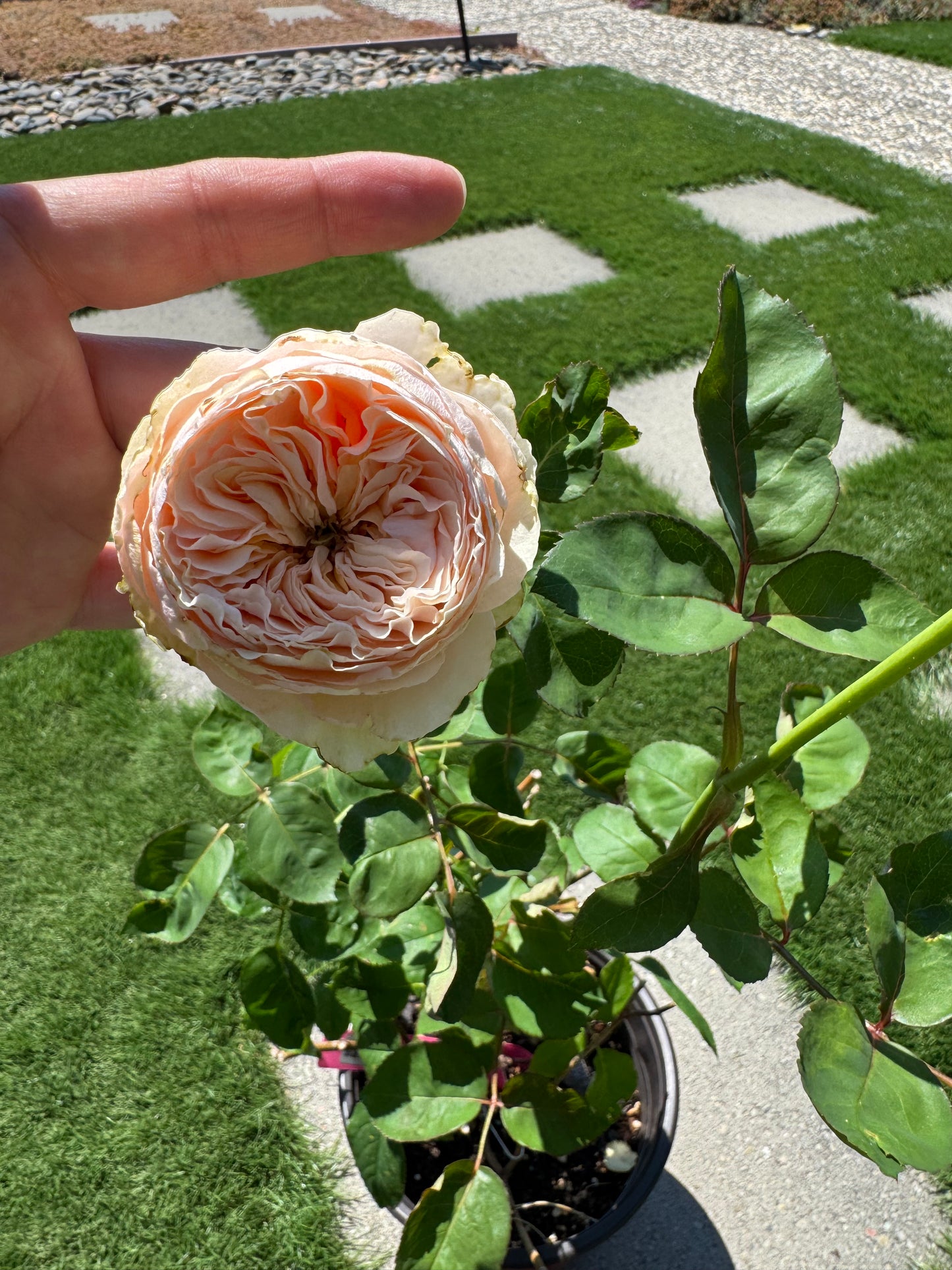 Rose Victoria Peach 维多利亚蜜桃 -1 gallon