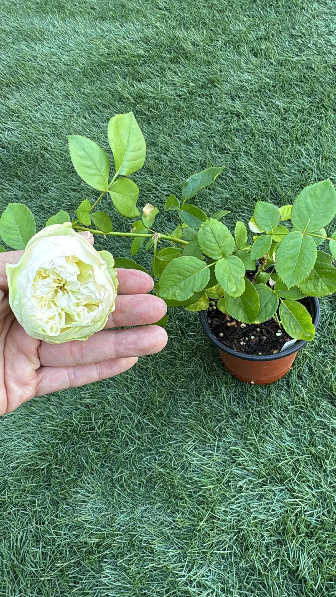 Rose Pinky Pie 4inch Own roots