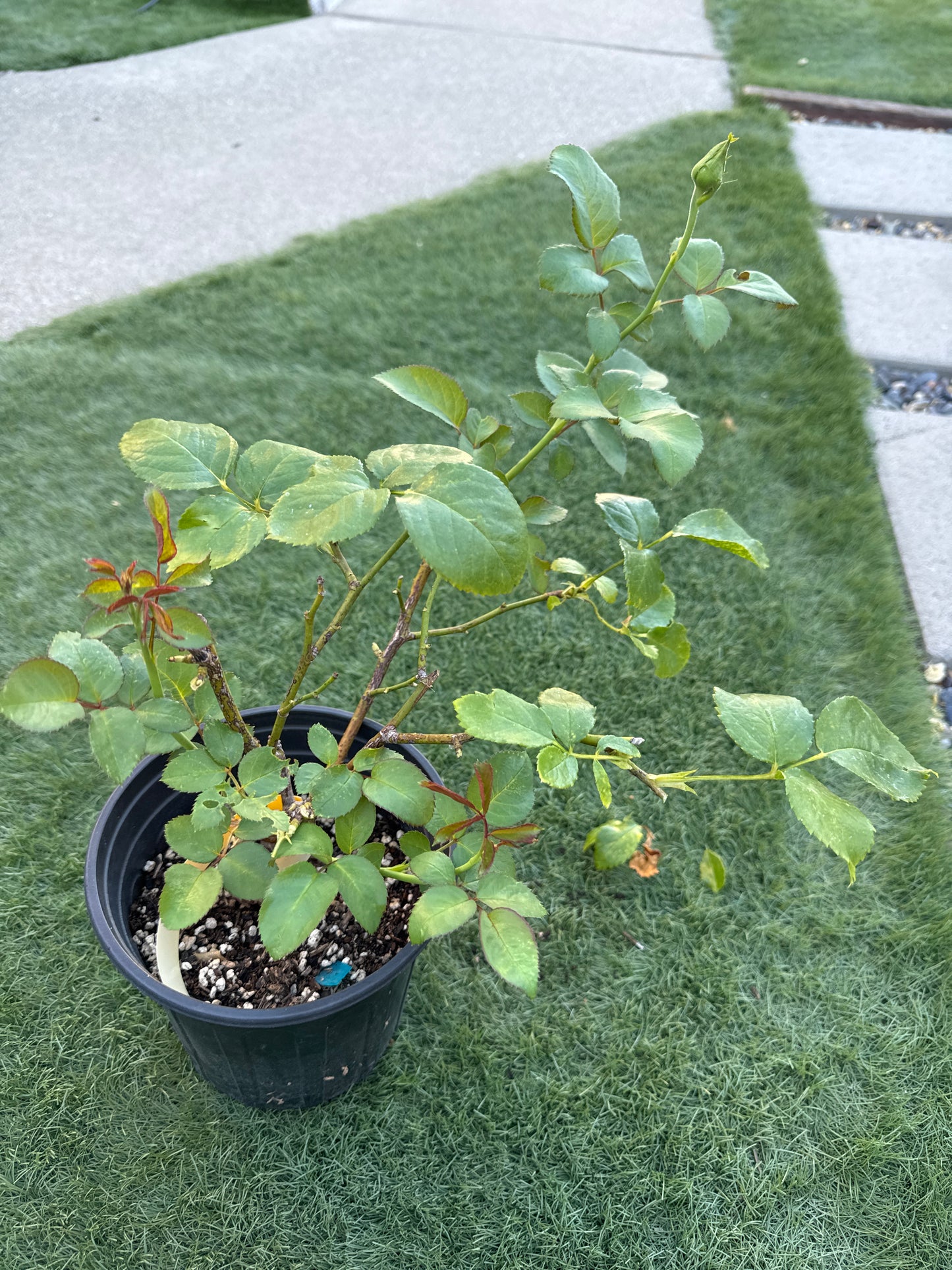 Rose Xiaoqiao (小乔)cutting flower - 1 Gallon live plant