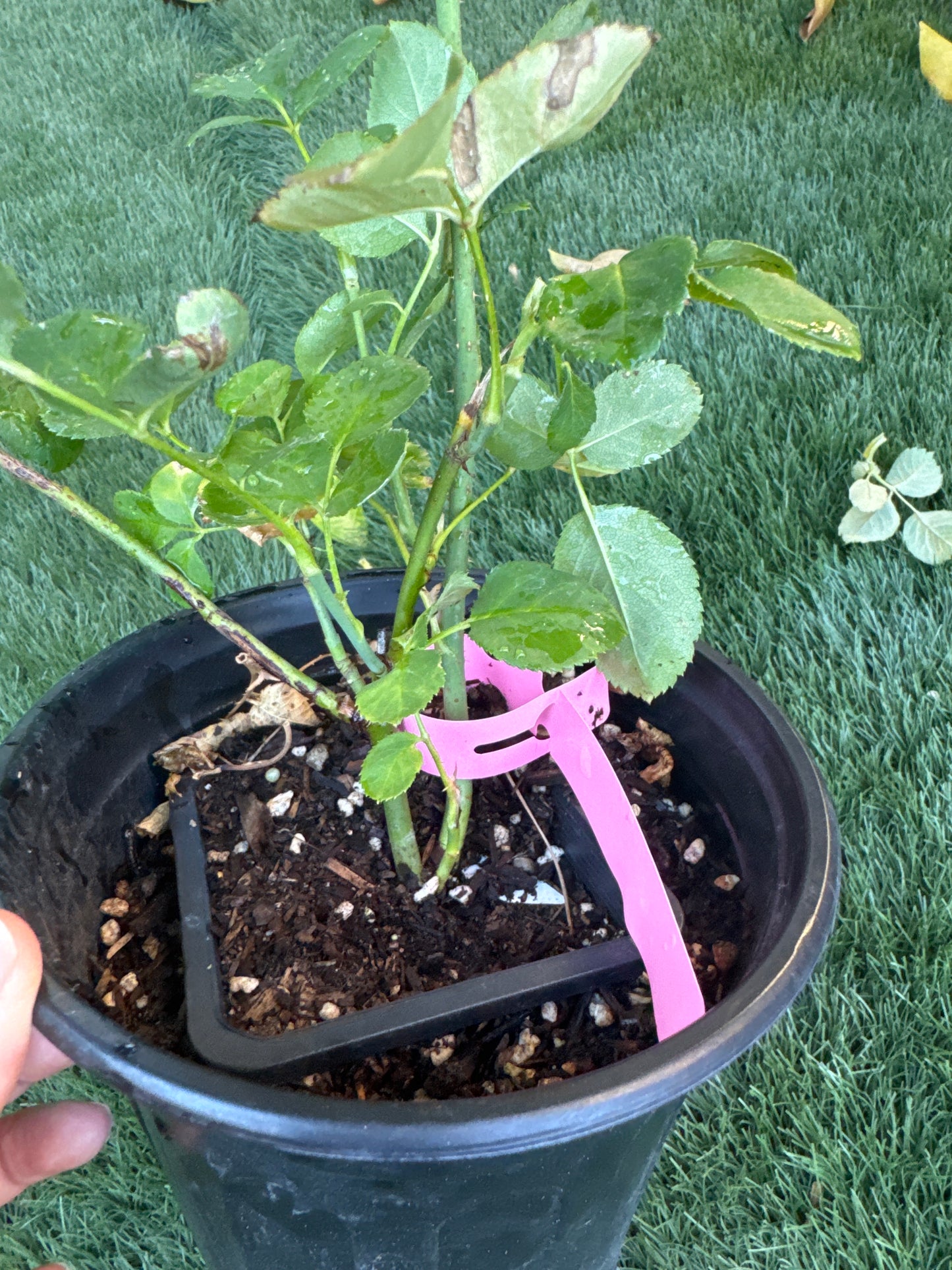 Rose unforgettable 6-1 gallon size own roots