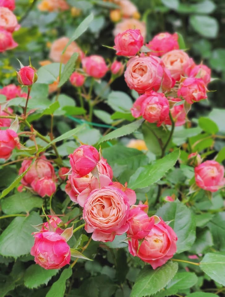 Rose Romantic Bic 2 gallon live plant