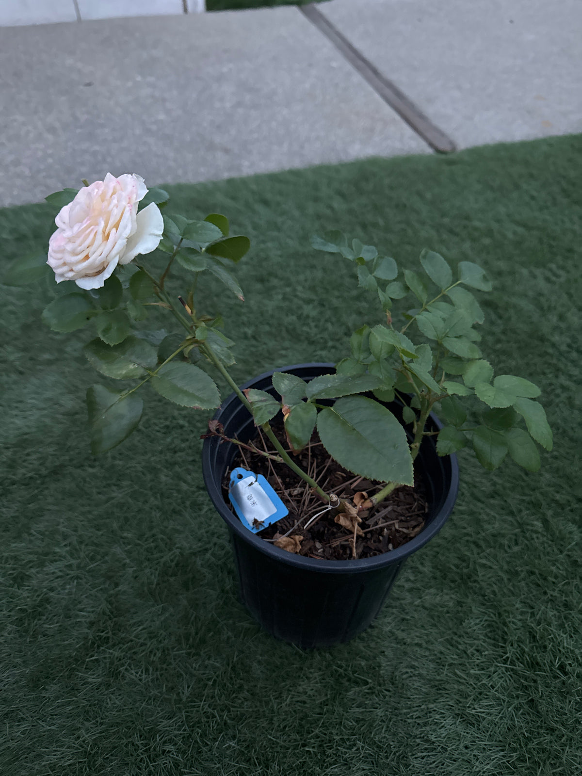 Rose “Mikira" Ownroot 6 inch to 1 gallon size