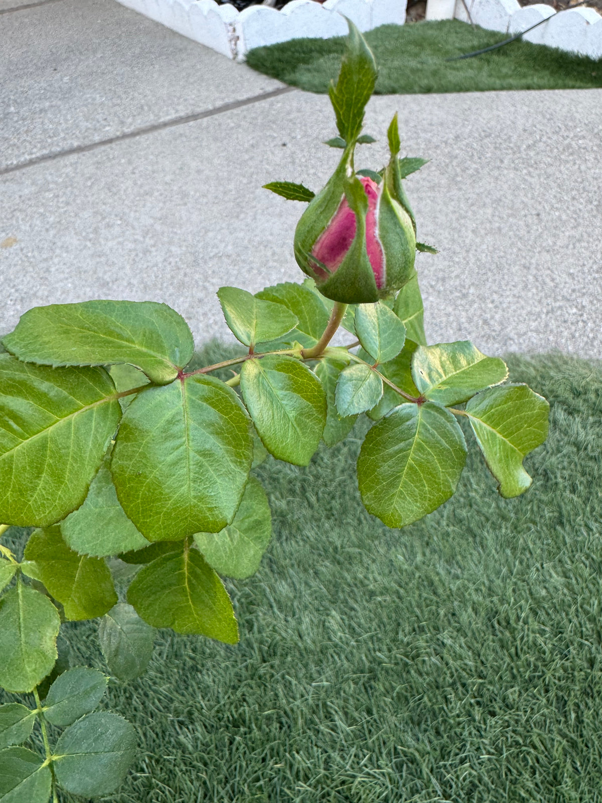 Japanese Rose Princess Sakura (樱花公主) - 1 Gallon live plant