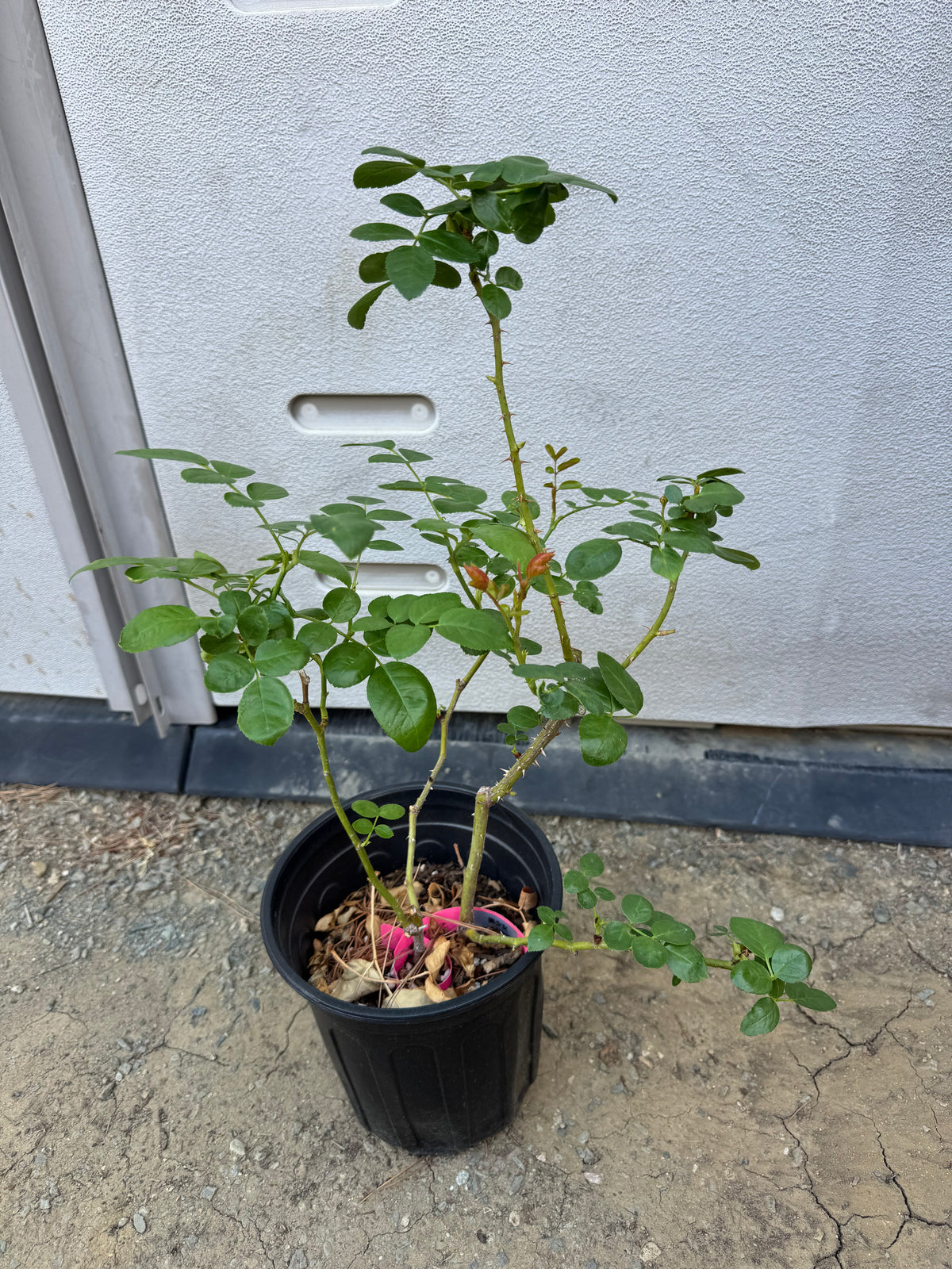 美少女 Schone Maid(per-Fyoom perfume)shrub rose-1 Gallon live plant