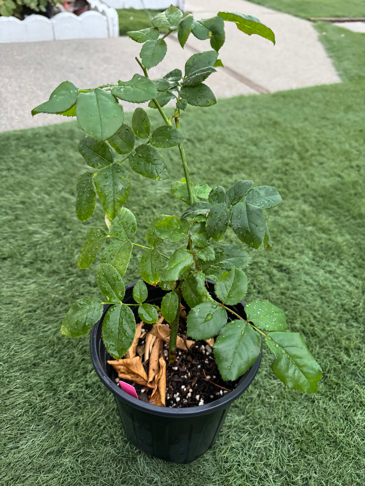 Rose Northanger Abbey in 1 gallon pot own roots