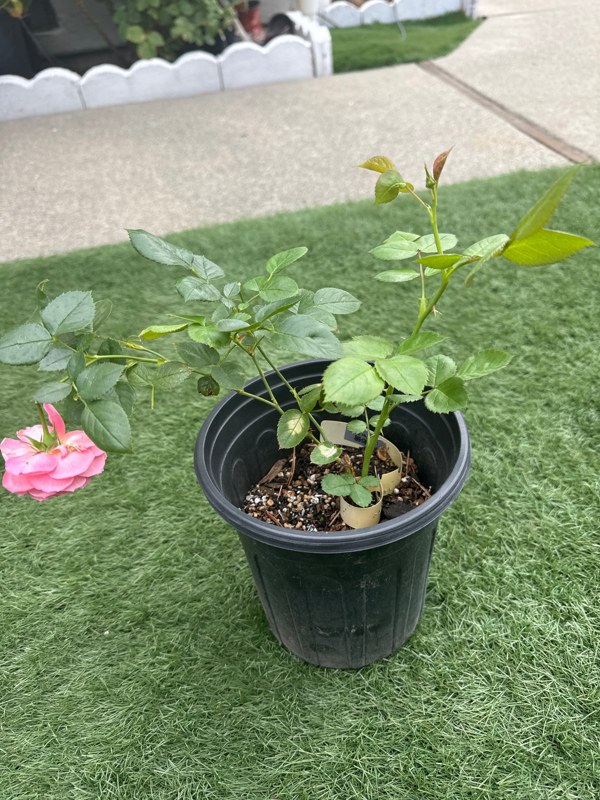 Rose Vermilion Bowl 朱砂碗. Pretty cabbage red Flower Repeat Blooming 6 inch to 1 gallon size live plant