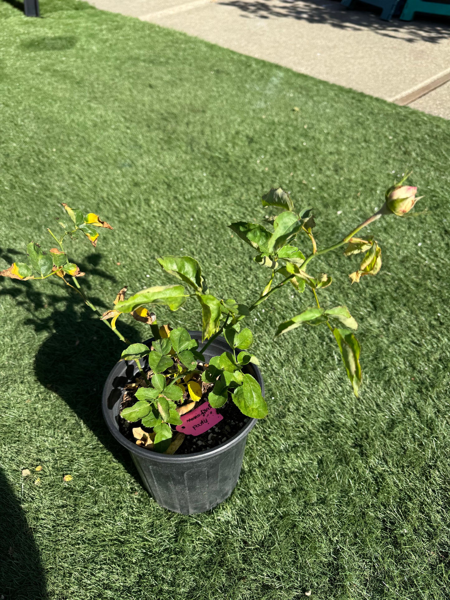 Rose MSF P 曼斯菲尔德庄园 -Cutting rose 1 gallon own roots live plant