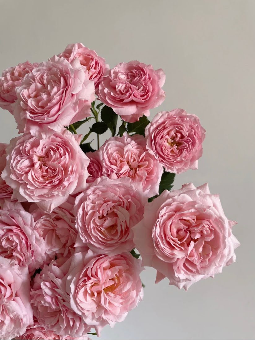 Rose Julieta. 朱丽叶塔,cut rose. Continue Blooming 1 Gallon Bare root