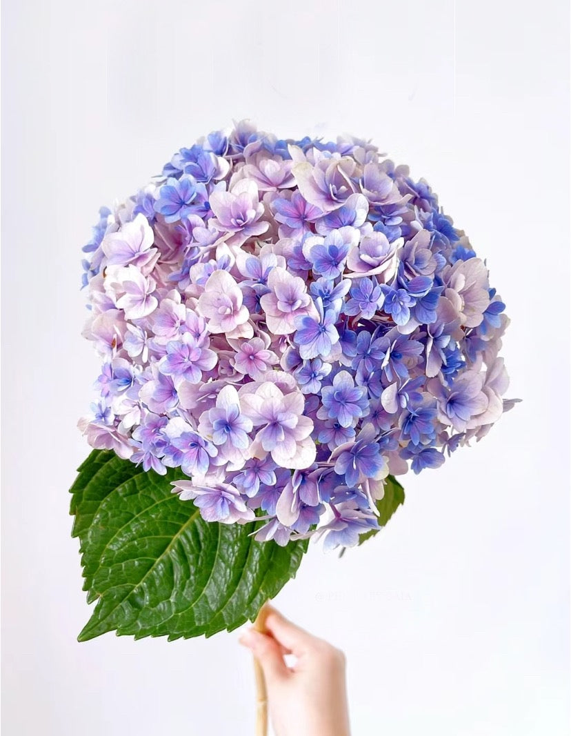 Japanese Hydrangea Hanatemari (花手鞠) 1 Gallon size