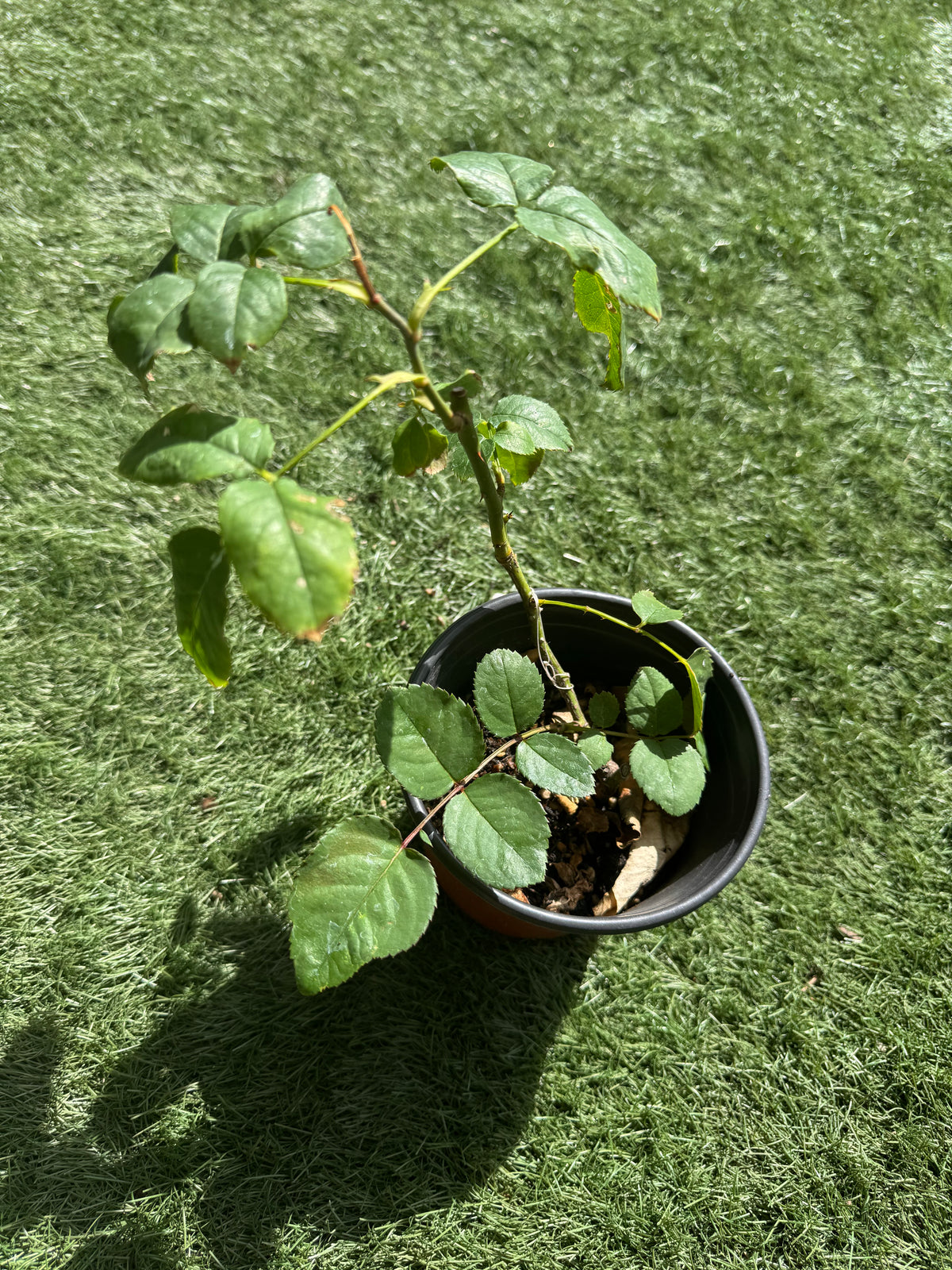 Coffea Arabica 阿拉伯咖啡 Own roots 5inch size