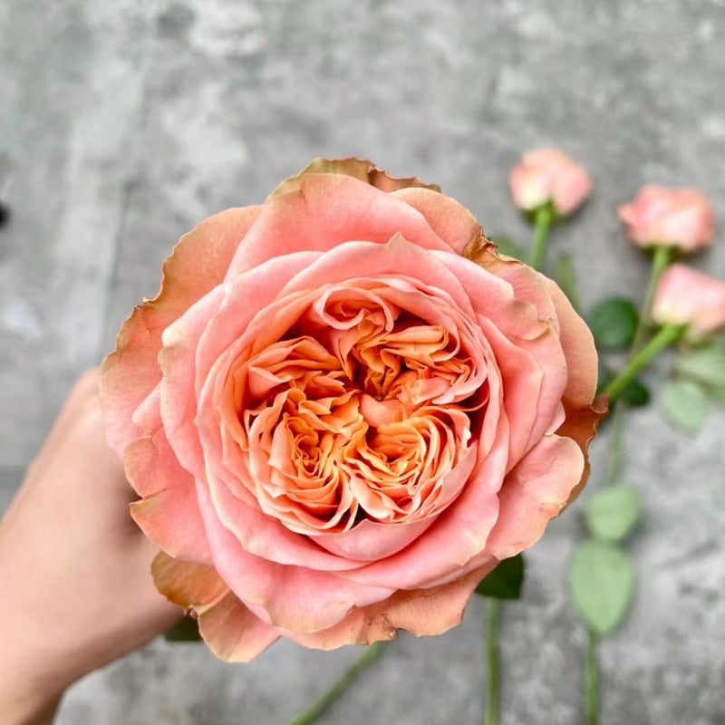 Rose Funky Peach 1 Gallon size