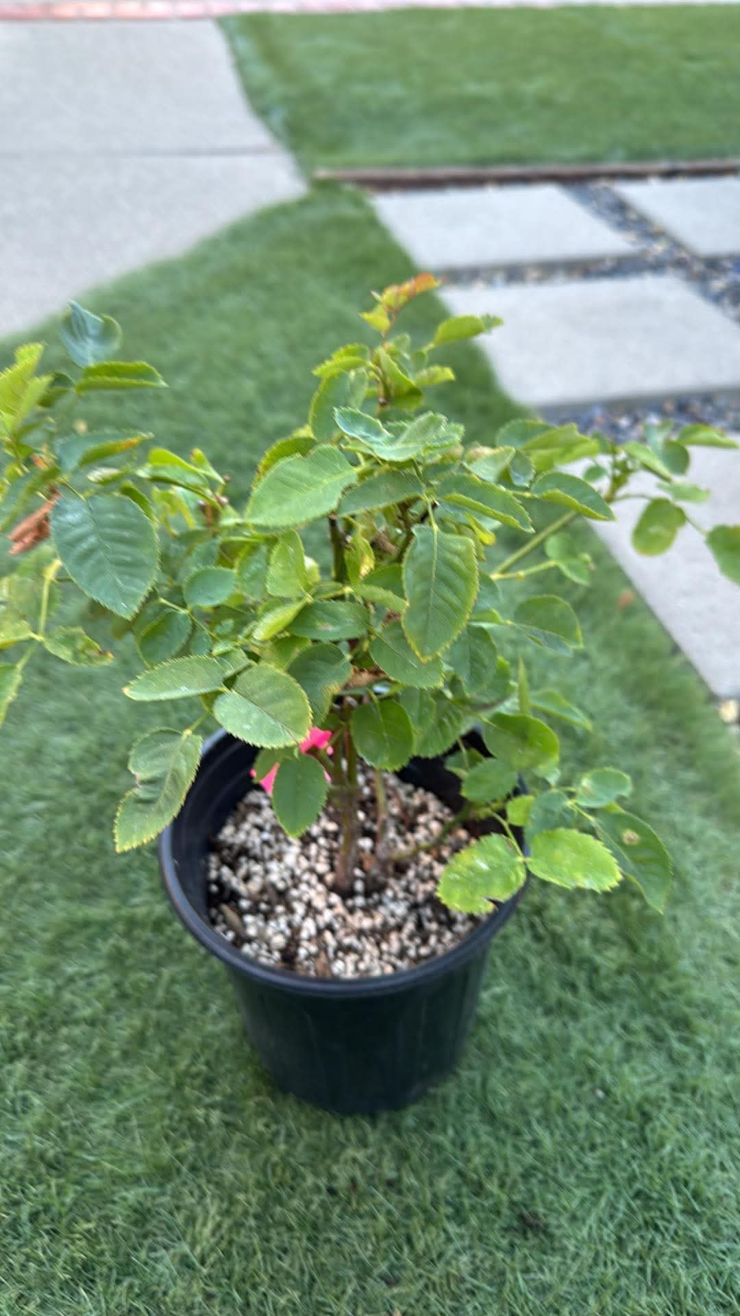 Rose Toffee (太妃糖)vintage color cutting live plant 1 Gallon size