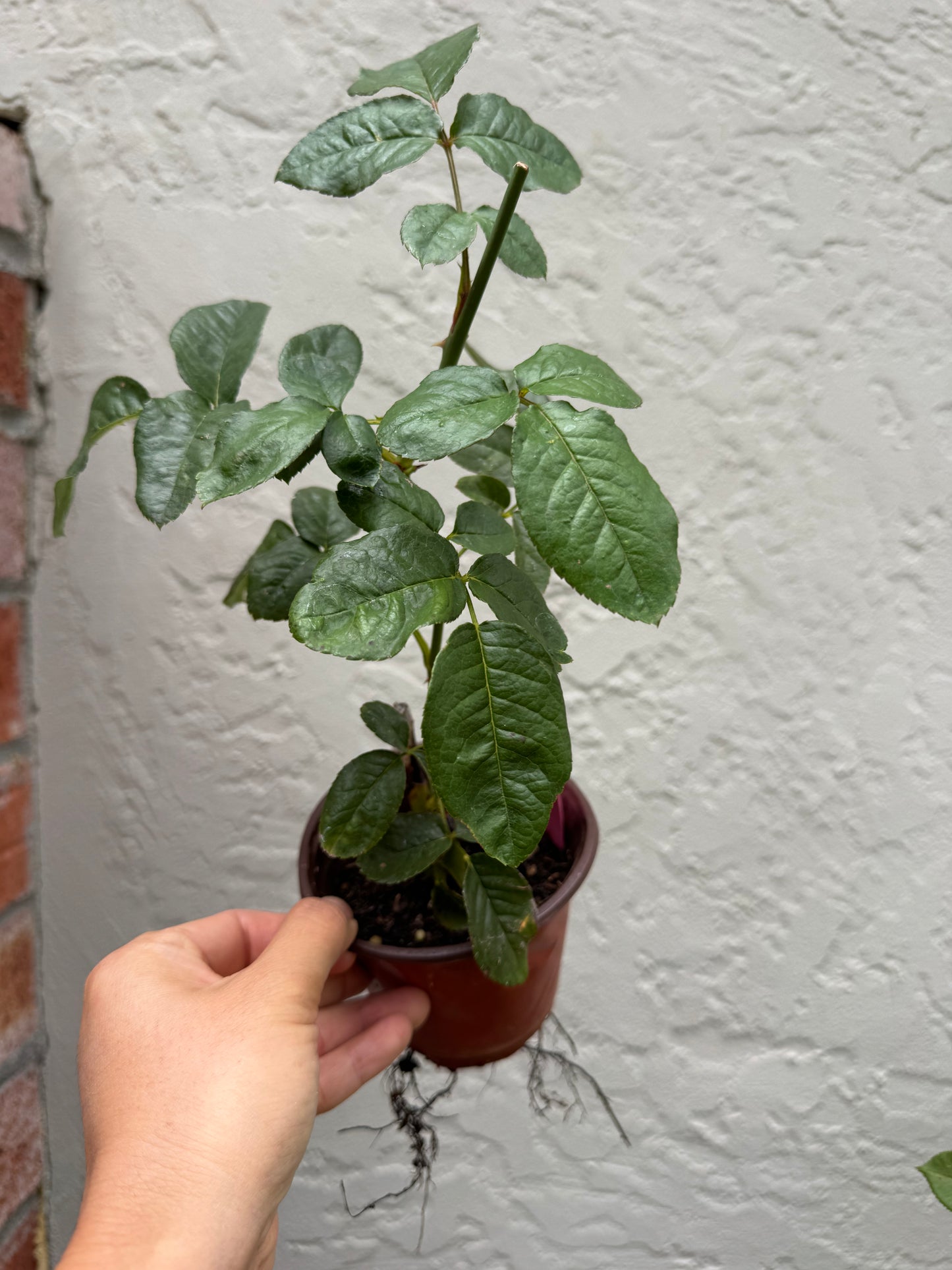 Rose Mandarin X-pression own root 6 inch