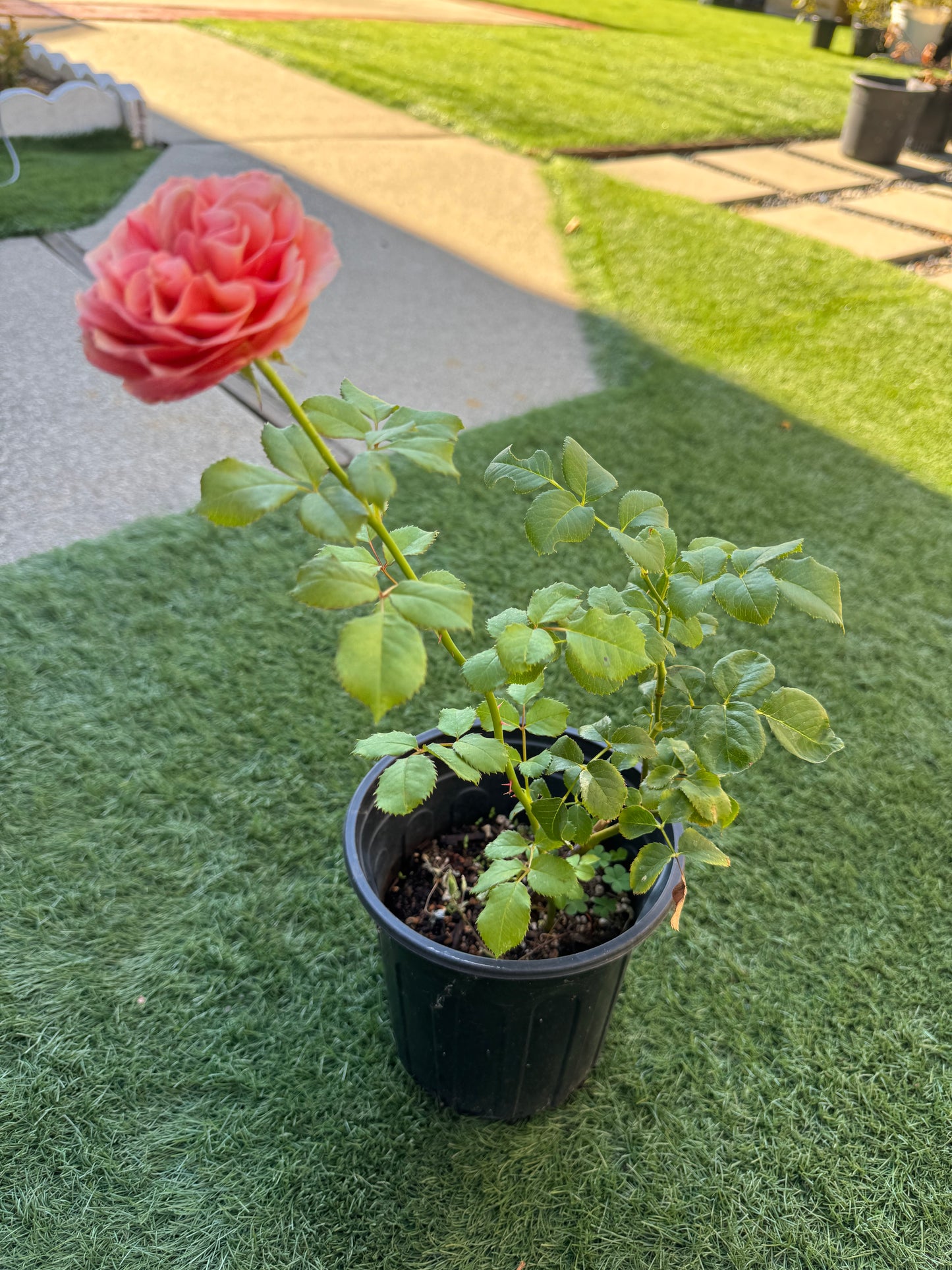 Orange Parasol 1 gallon pot own root