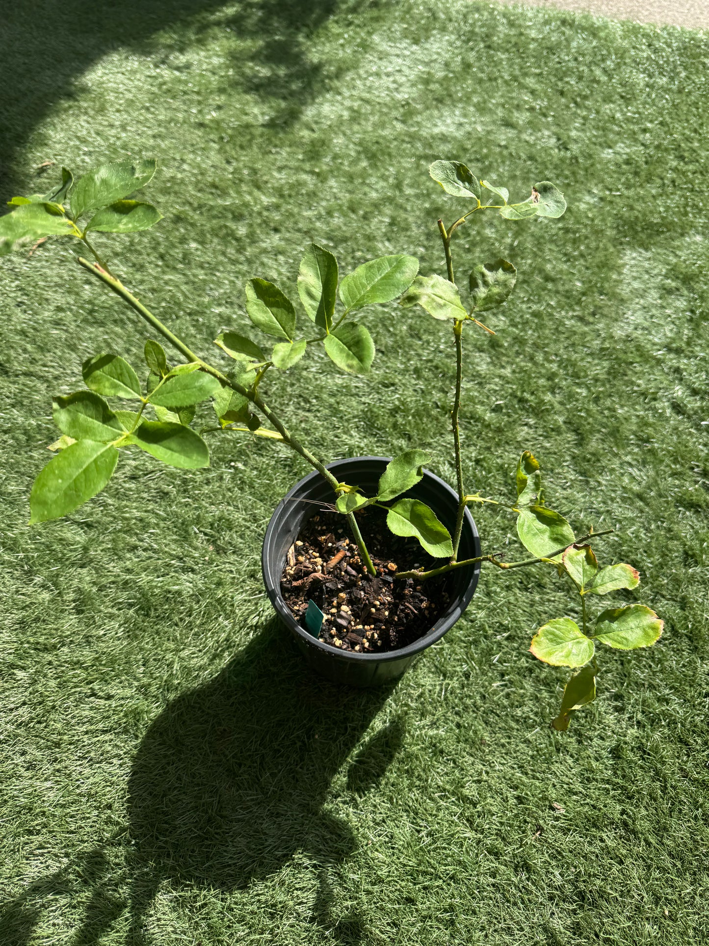 Special deal Chiffon 6inch to 1 gallon size live plant own root