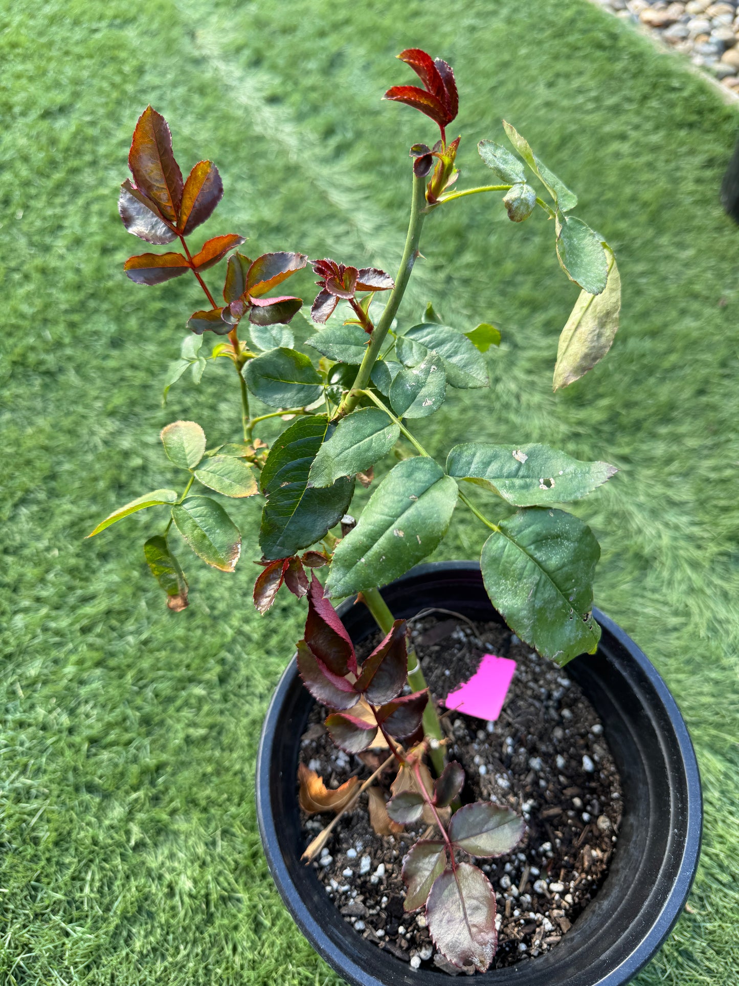 Rose Mandarin X-pression own root 6 inch