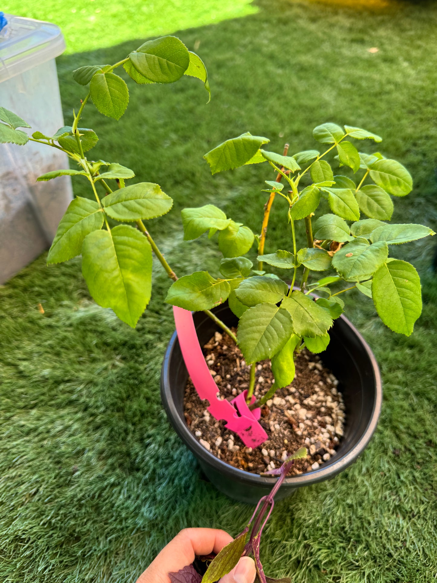 Chinese Rose. Hanxian.涵仙 Cutting Rose. Climbing Rose 1 Gallon size own root
