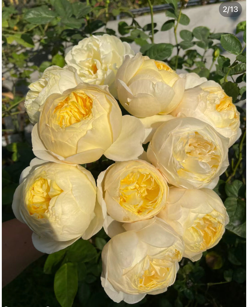 Rose Bird's Whisper 雀啾 1 Gallon live plant Shrub Rose, Long Blooming Period, Resilience To High Humidity And Heat,Strong Disease Resistance, Own Root