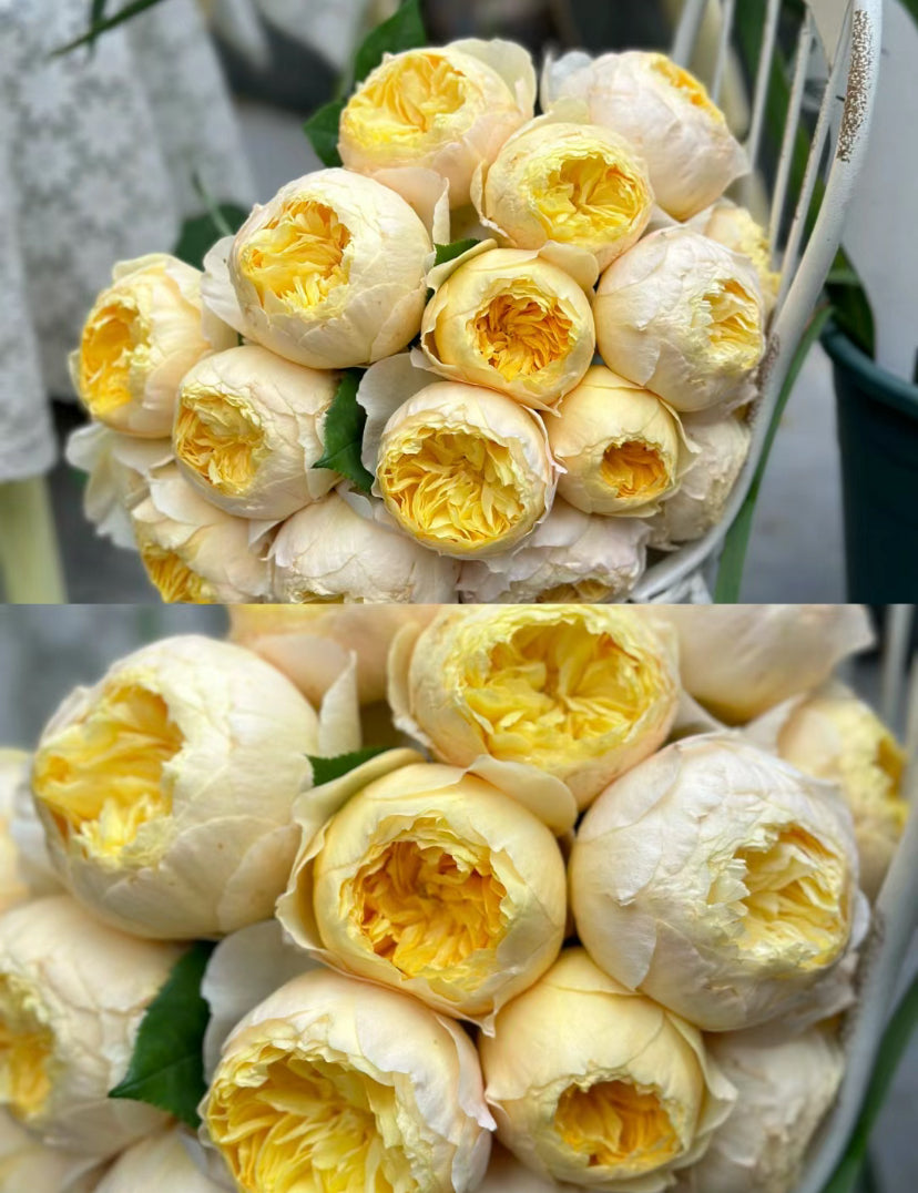 Rose Bird's Whisper 雀啾 1 Gallon live plant Shrub Rose, Long Blooming Period, Resilience To High Humidity And Heat,Strong Disease Resistance, Own Root