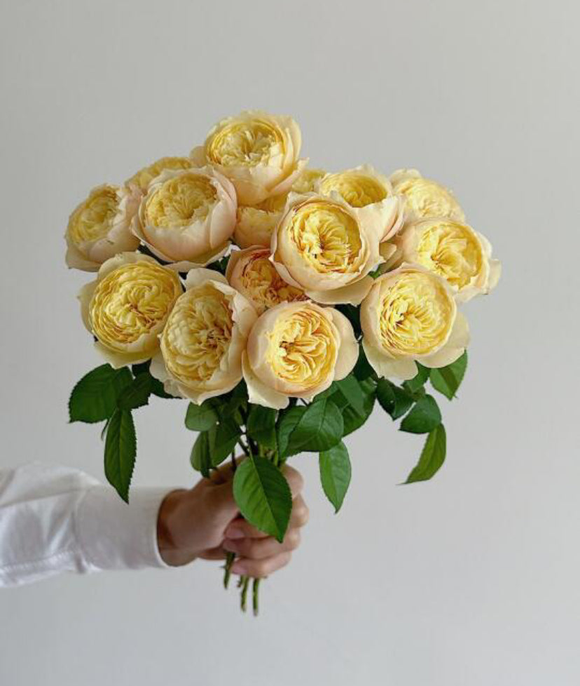Rose Bird's Whisper 雀啾 1 Gallon live plant Shrub Rose, Long Blooming Period, Resilience To High Humidity And Heat,Strong Disease Resistance, Own Root