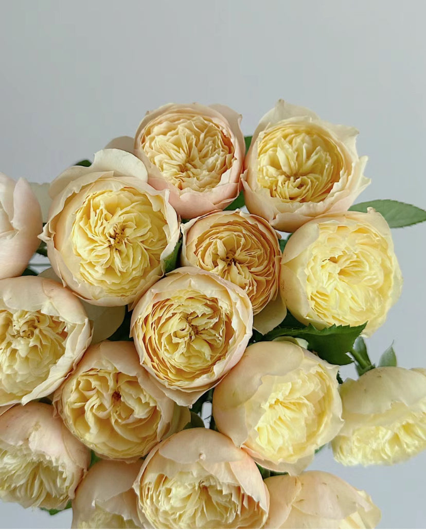 Rose Bird's Whisper 雀啾 1 Gallon live plant Shrub Rose, Long Blooming Period, Resilience To High Humidity And Heat,Strong Disease Resistance, Own Root