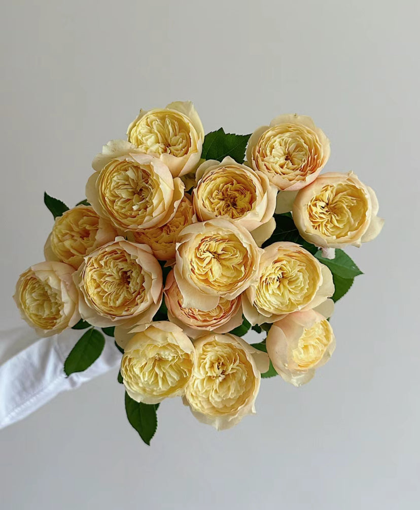 Rose Bird's Whisper 雀啾 1 Gallon live plant Shrub Rose, Long Blooming Period, Resilience To High Humidity And Heat,Strong Disease Resistance, Own Root