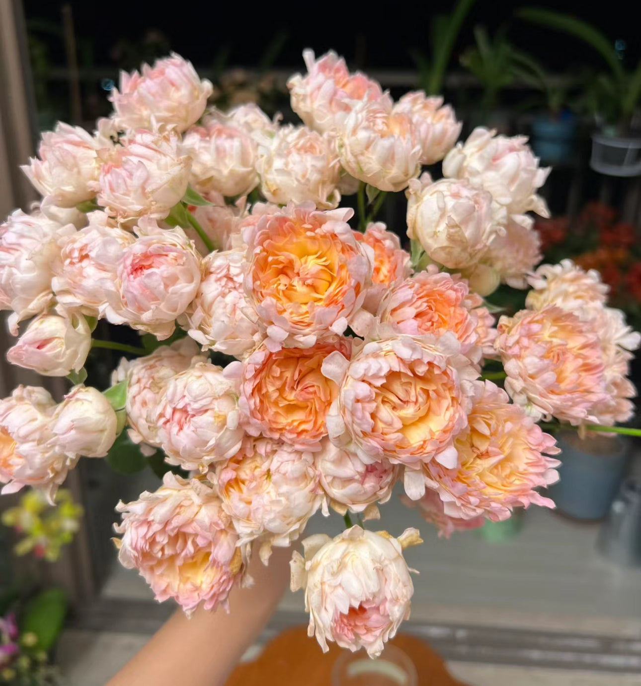 Peach Sea Anemone 桃子海葵 4 inch size