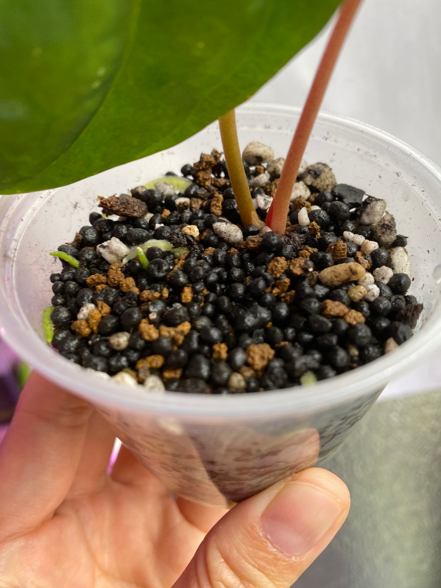 Lago Gatun Anthurium Pure Papi (Papillilaminum) Plant live plant