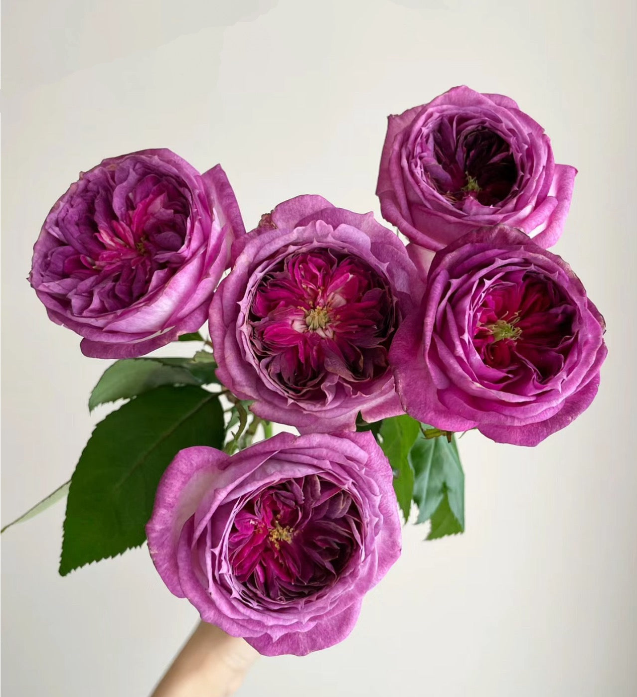 Thierry Marx 蓝莓蛋糕, Floribunda Rose 6inch to 1 Gallon live plant