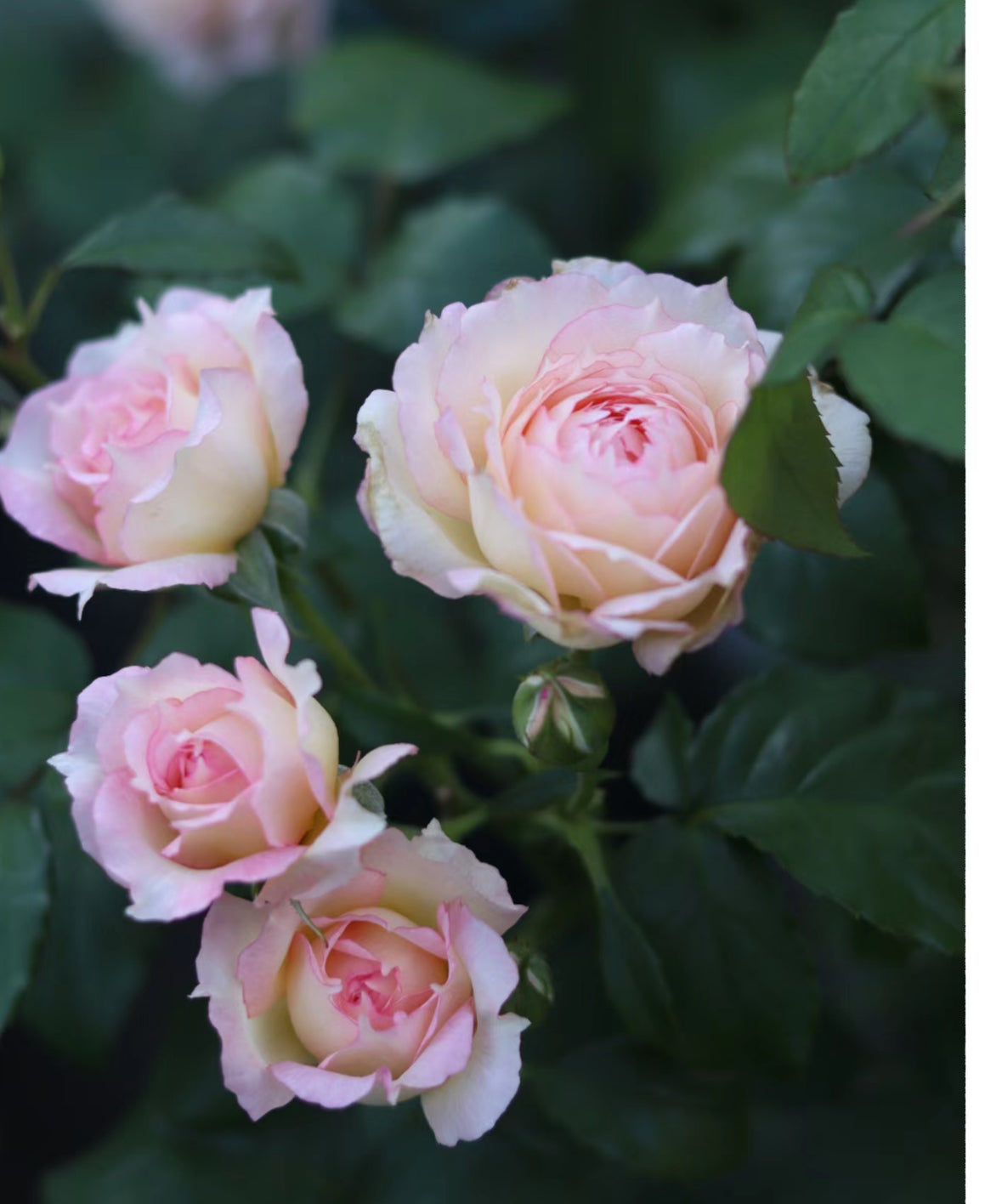 Rose YuWanSha 玉碗纱 1 gallon size
