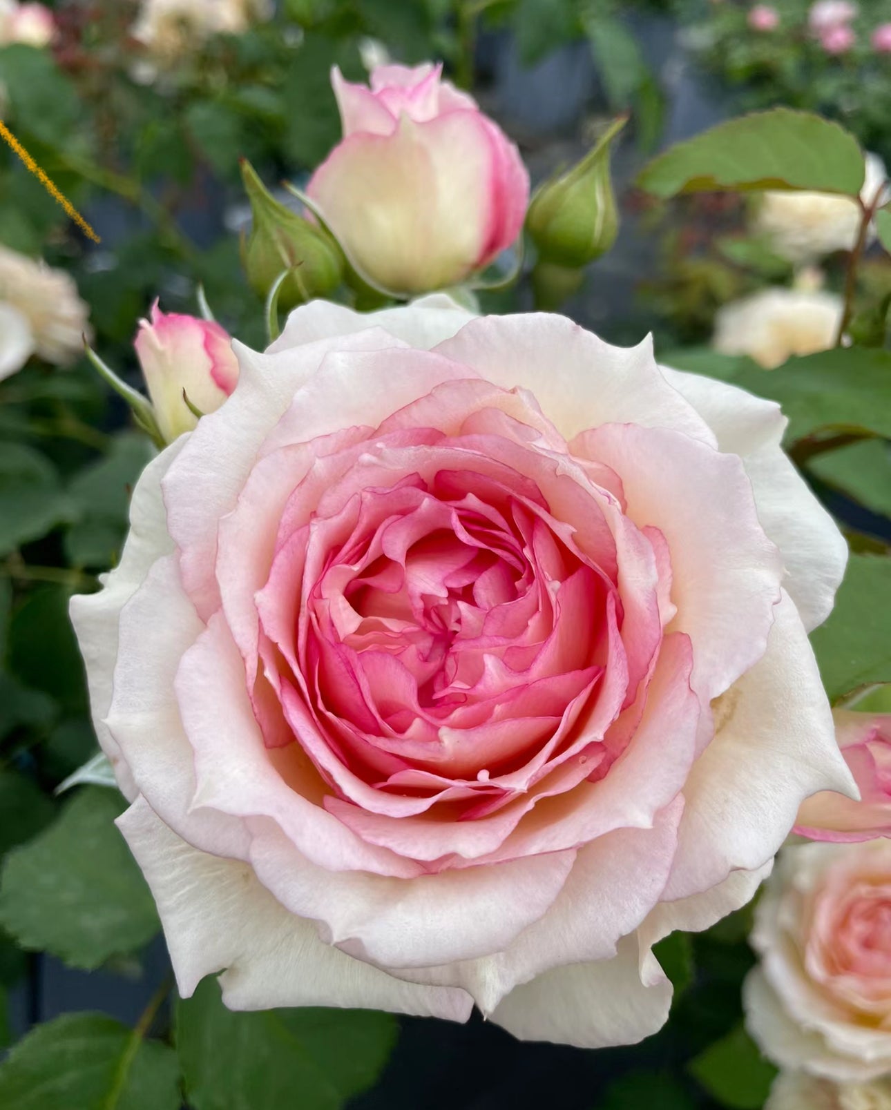 Rose YuWanSha 玉碗纱 1 gallon size