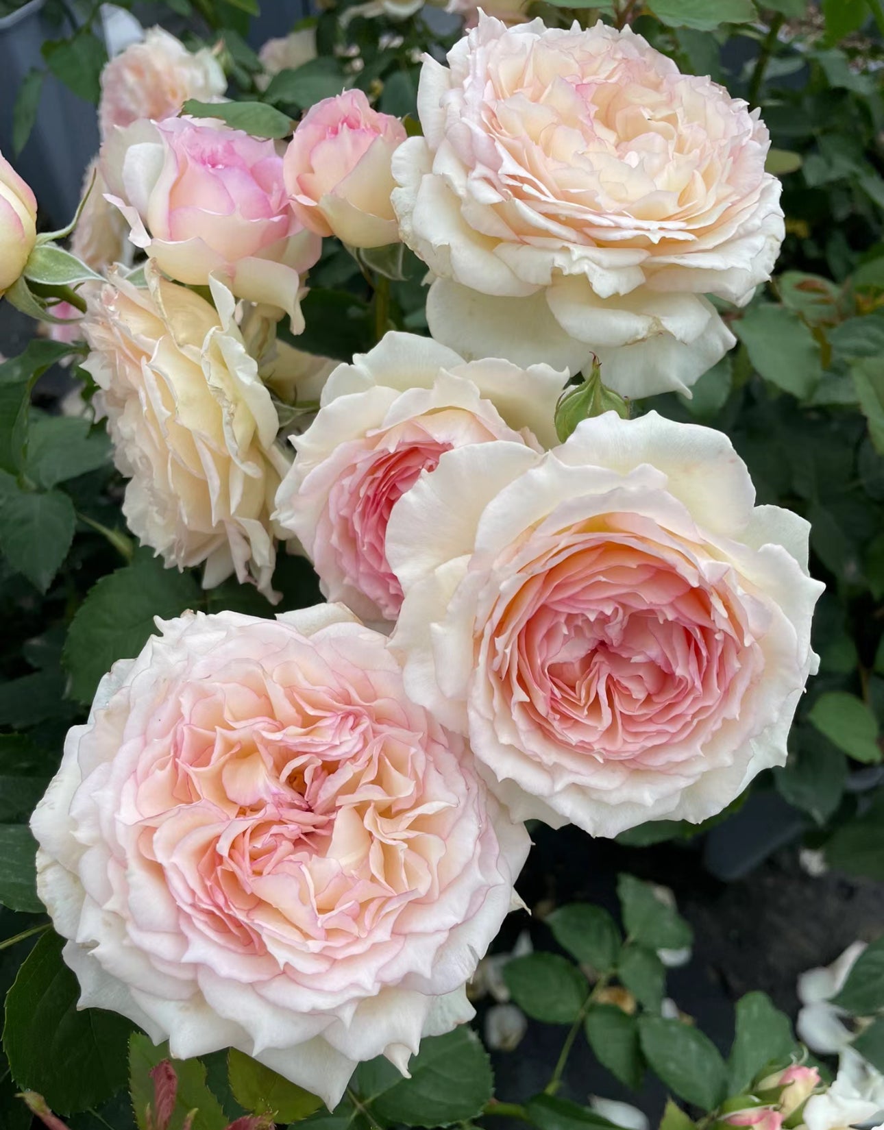 Rose YuWanSha 玉碗纱 1 gallon size
